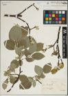 Foto von Salix lanata L.